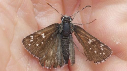 Pyrgus serratulae